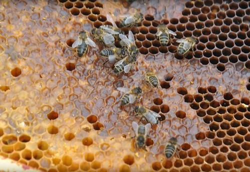 Sale temps pour les abeilles