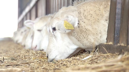 La foire aux bestiaux de Parthenay