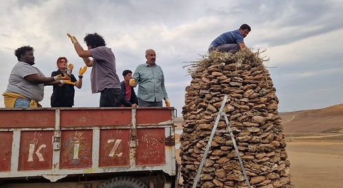 Les gardiens des cigognes