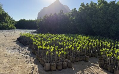 La mangrove, un rempart qui prend racine.