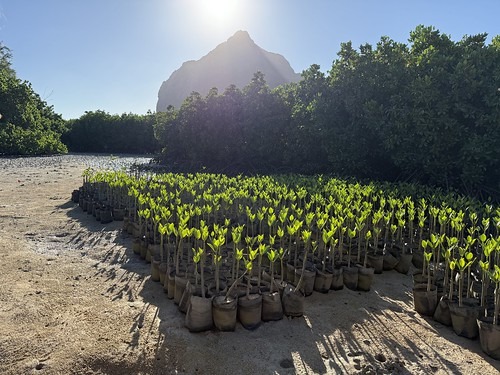 La mangrove, un rempart qui prend racine.